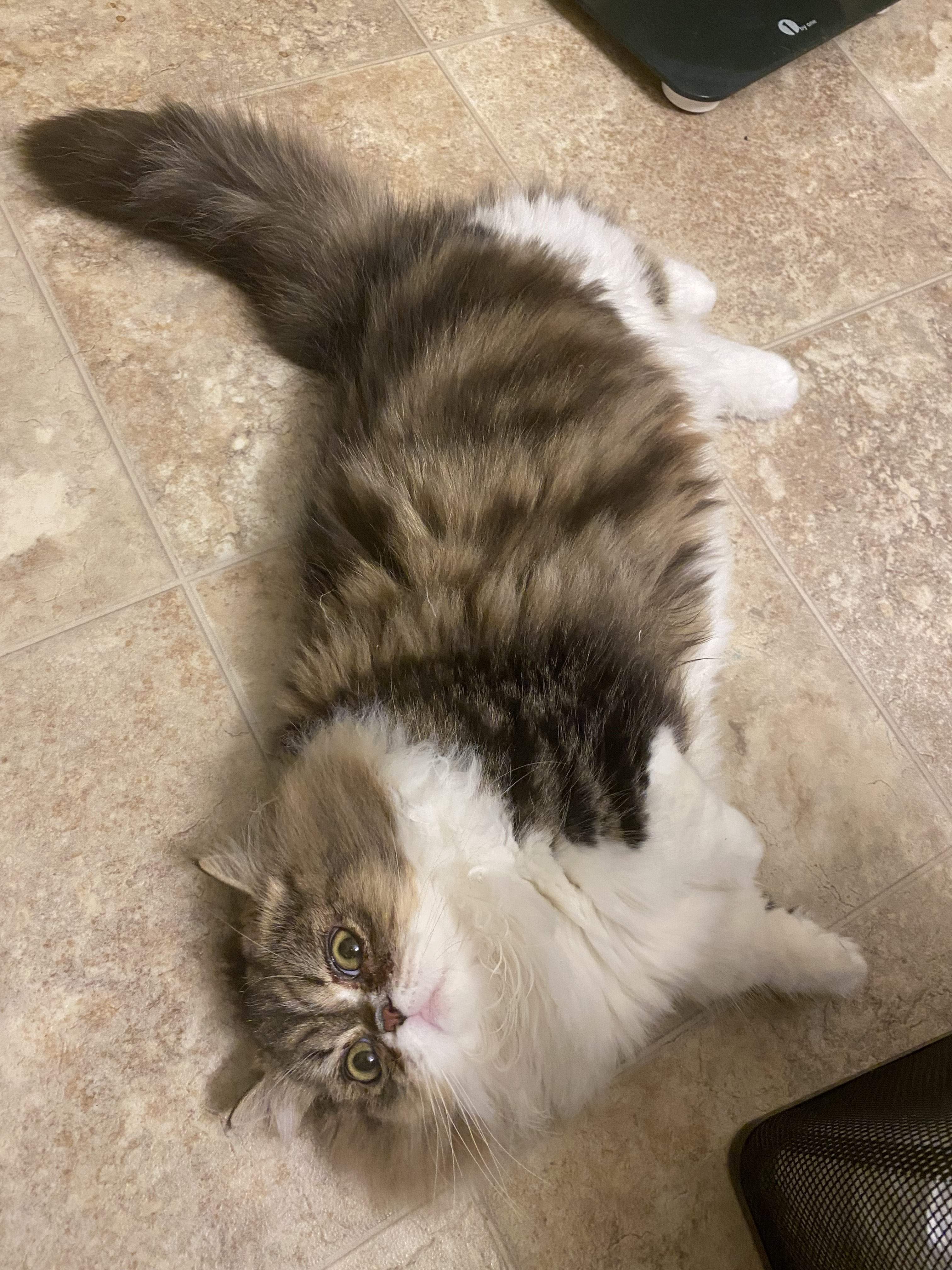 Cat-image