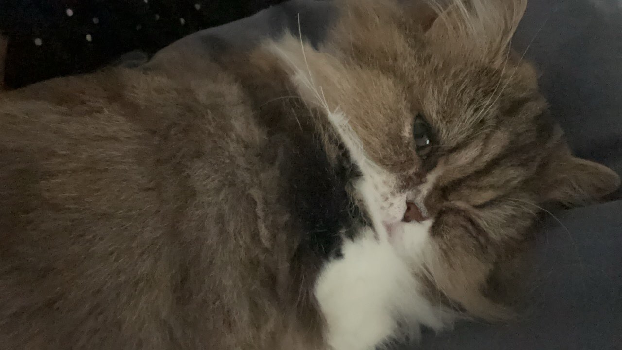 Cat-image