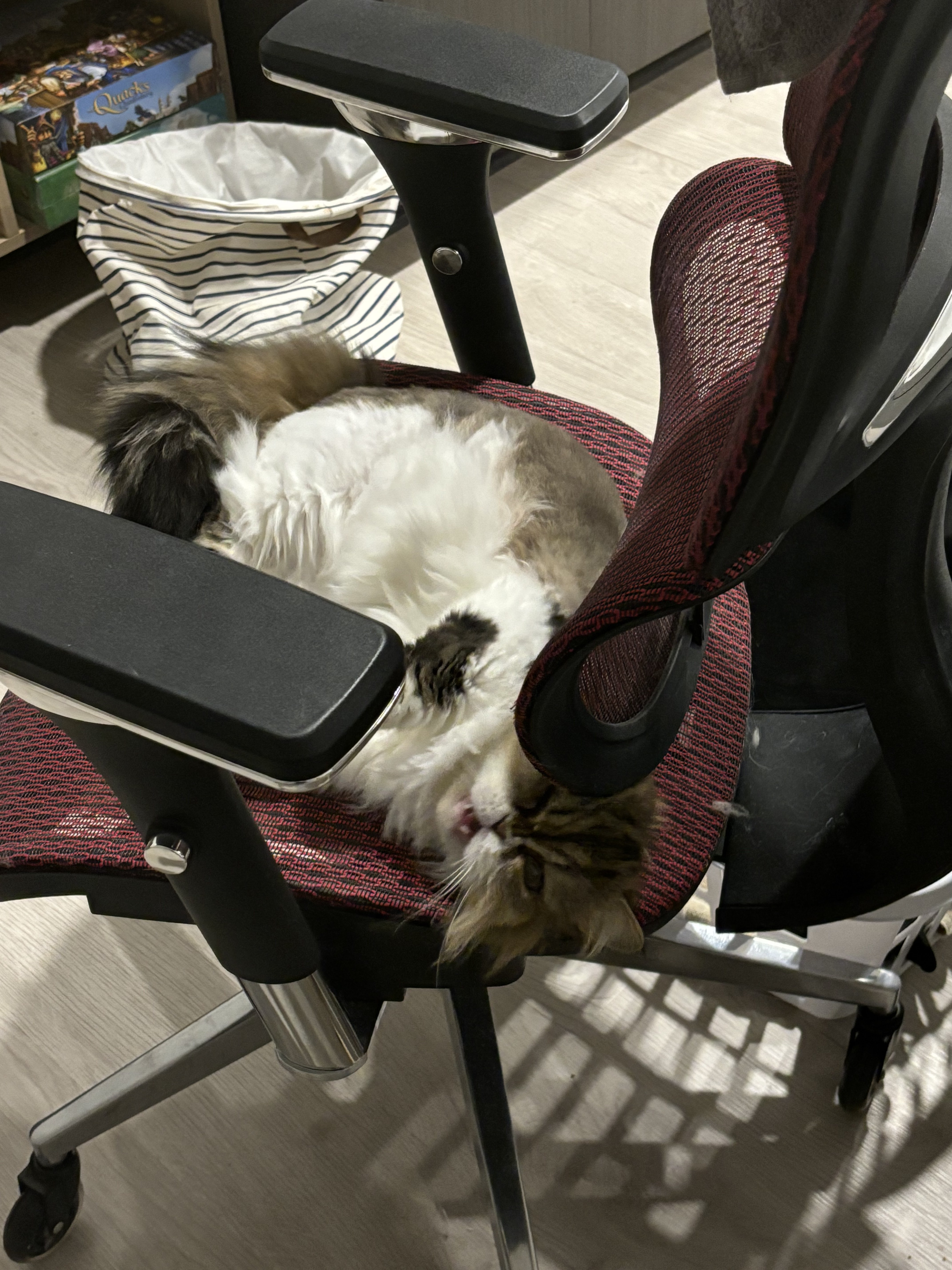 Cat-image