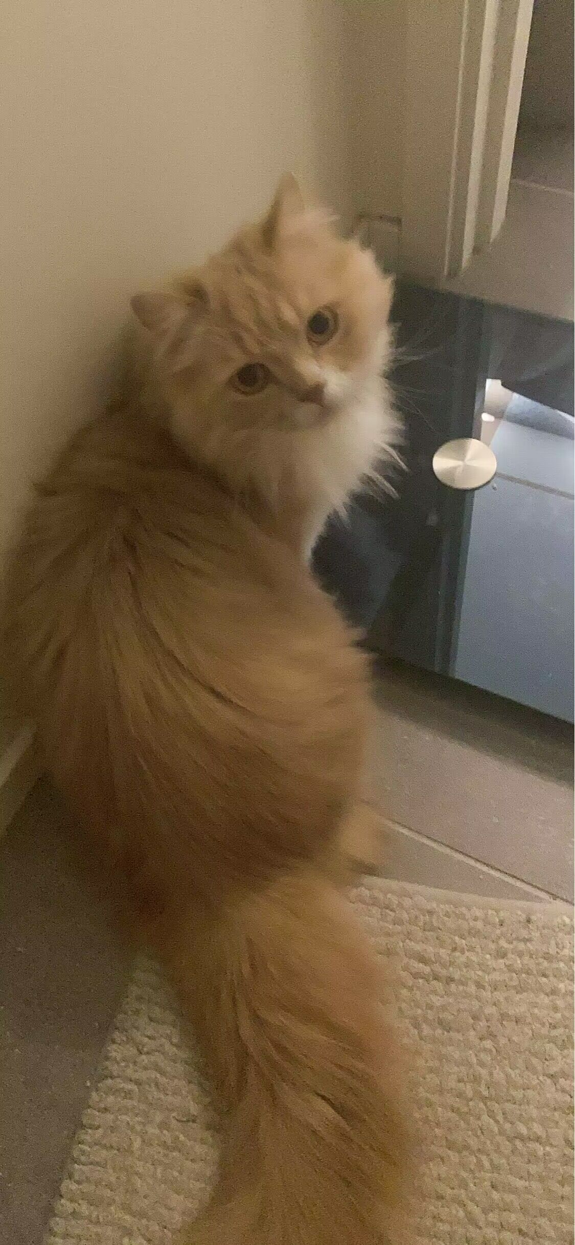 Cat-image