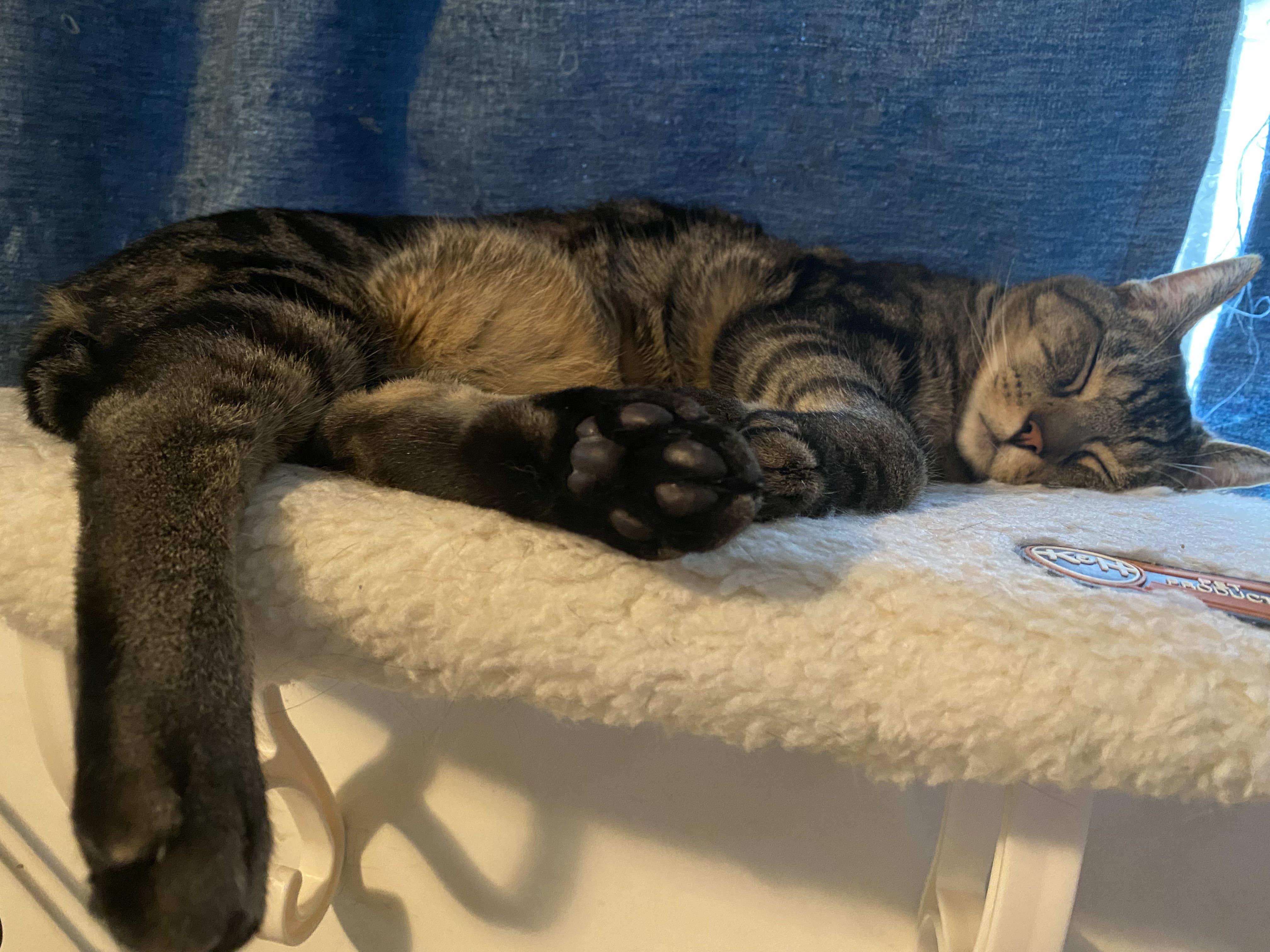 Cat-image